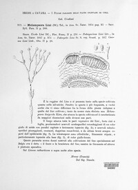 Melampsora lini image